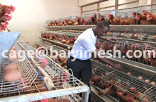 Chicken Egg Cage In Kampala Uganda