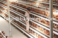 4 Tier Chicken Layer Battery Cage For Poultry Farm