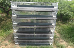 H Type,6 Tiers Quail Cage