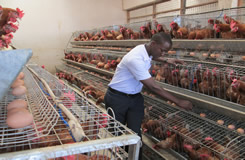 Chicken Egg Cage In Kampala Uganda
