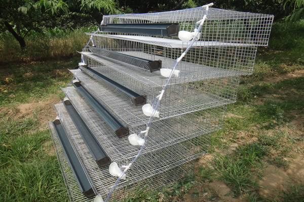 A Type Quail Cage