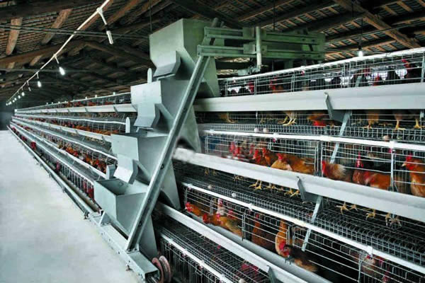 A Type Ladder Type Feeding Machine